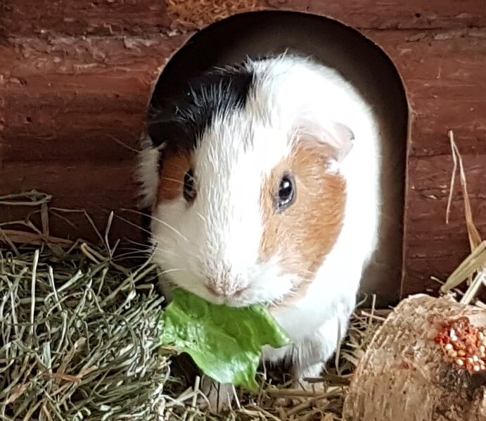 20190503 Elton 1 geschn tiny