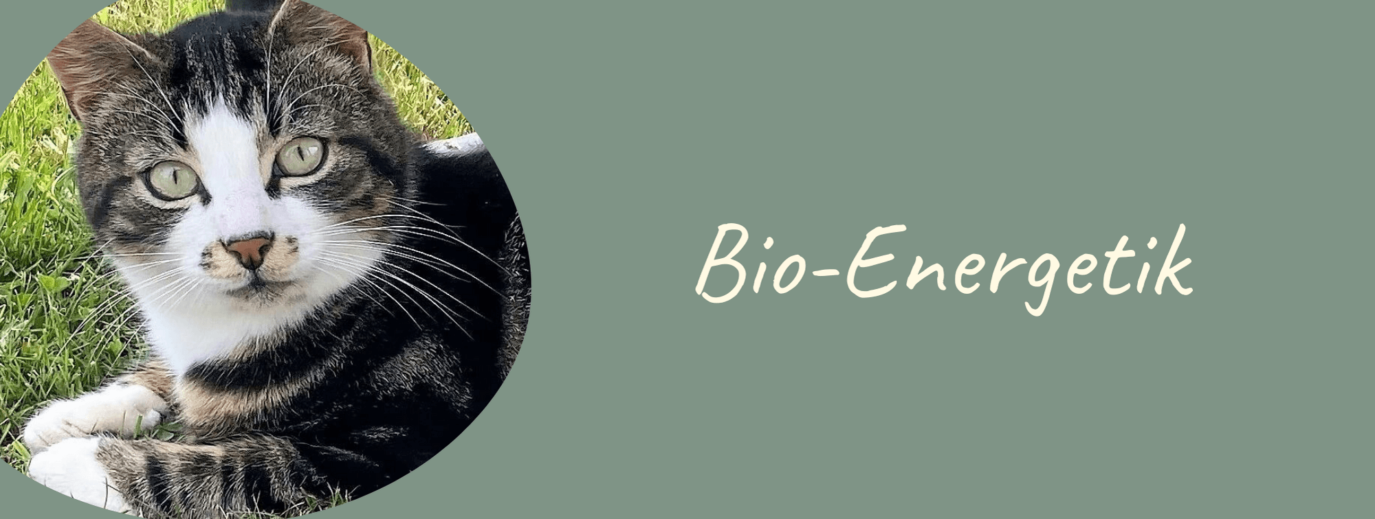 Header Bioenergetik tiny