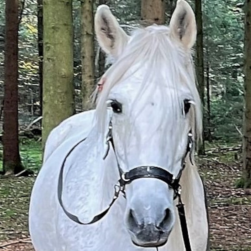 Pirata 500x500