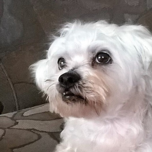 Rocky 500x500 tiny