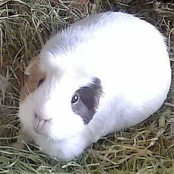 Bonita Pebbles Elton 2017.08.28 1 bearb