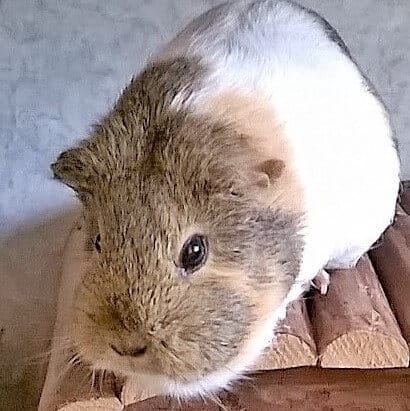 Pebbles 2018.06.09 bearb Ausschnitt tiny