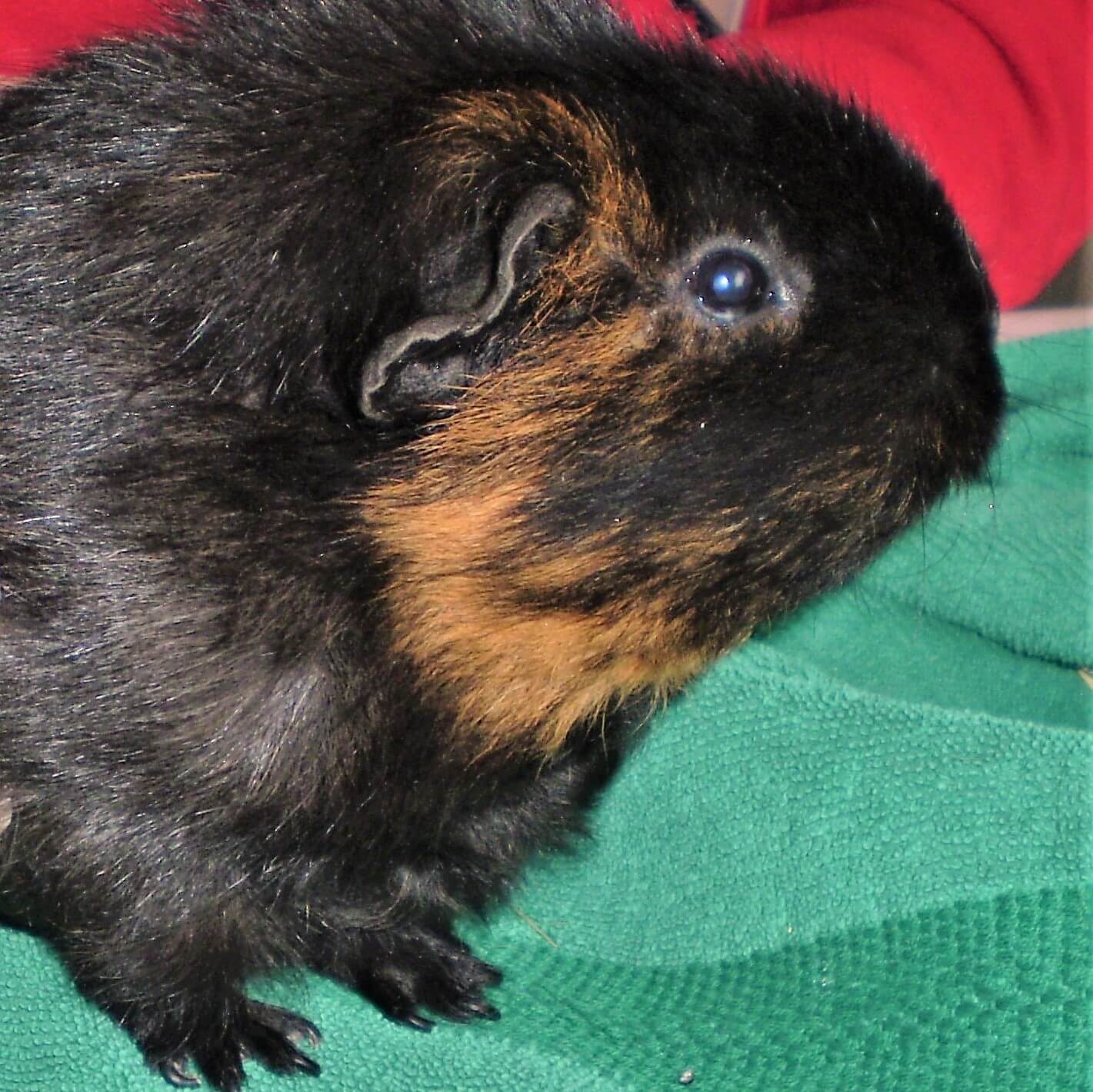 Suki3 19.01.2013 bearb tiny