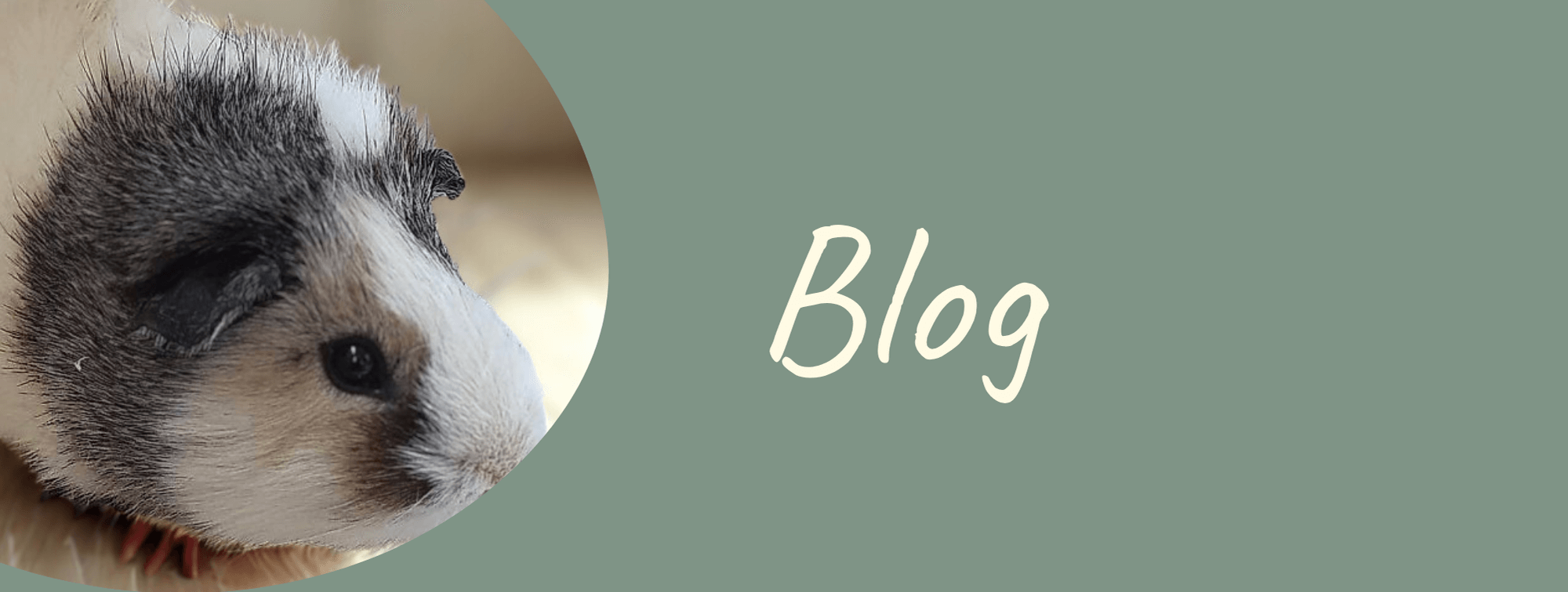 Header Blog tiny